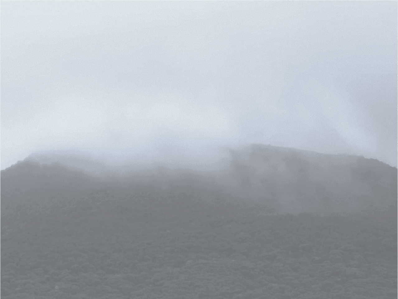 Misty forest background