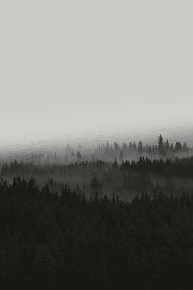 Misty forest landscape